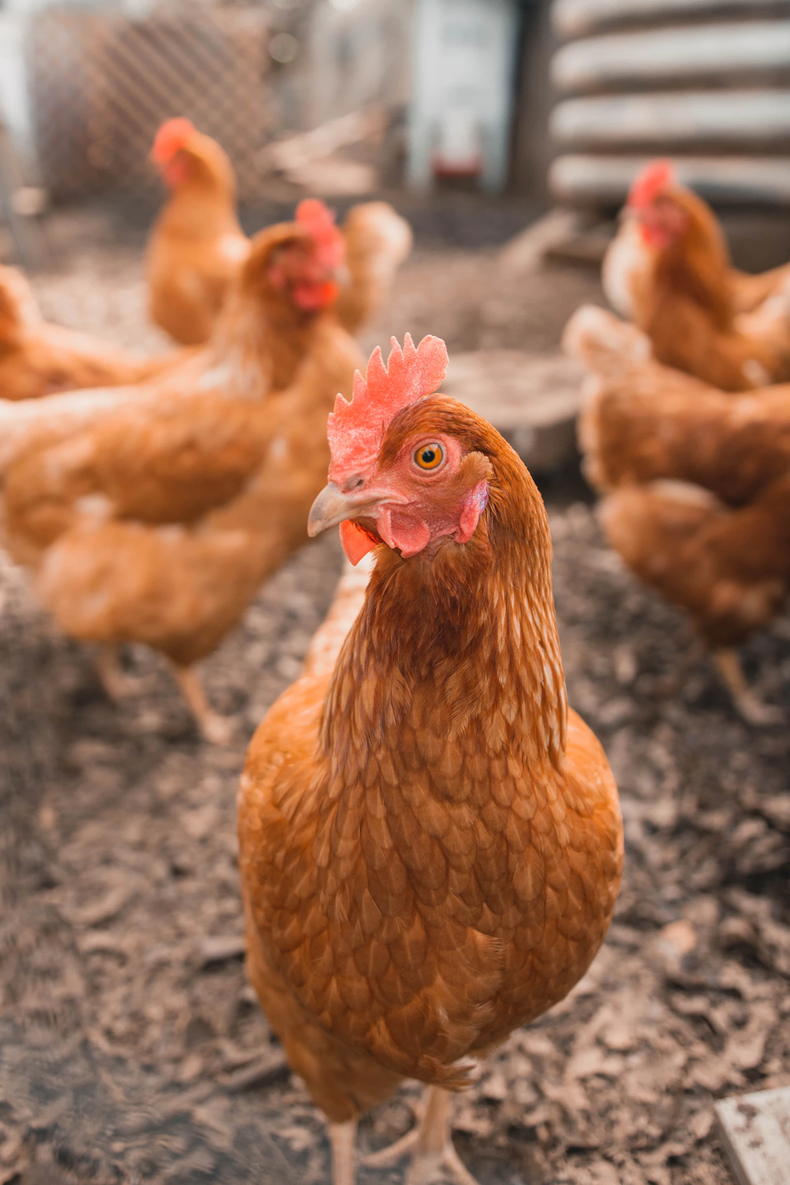 Palmera Poultry Veterinary Care